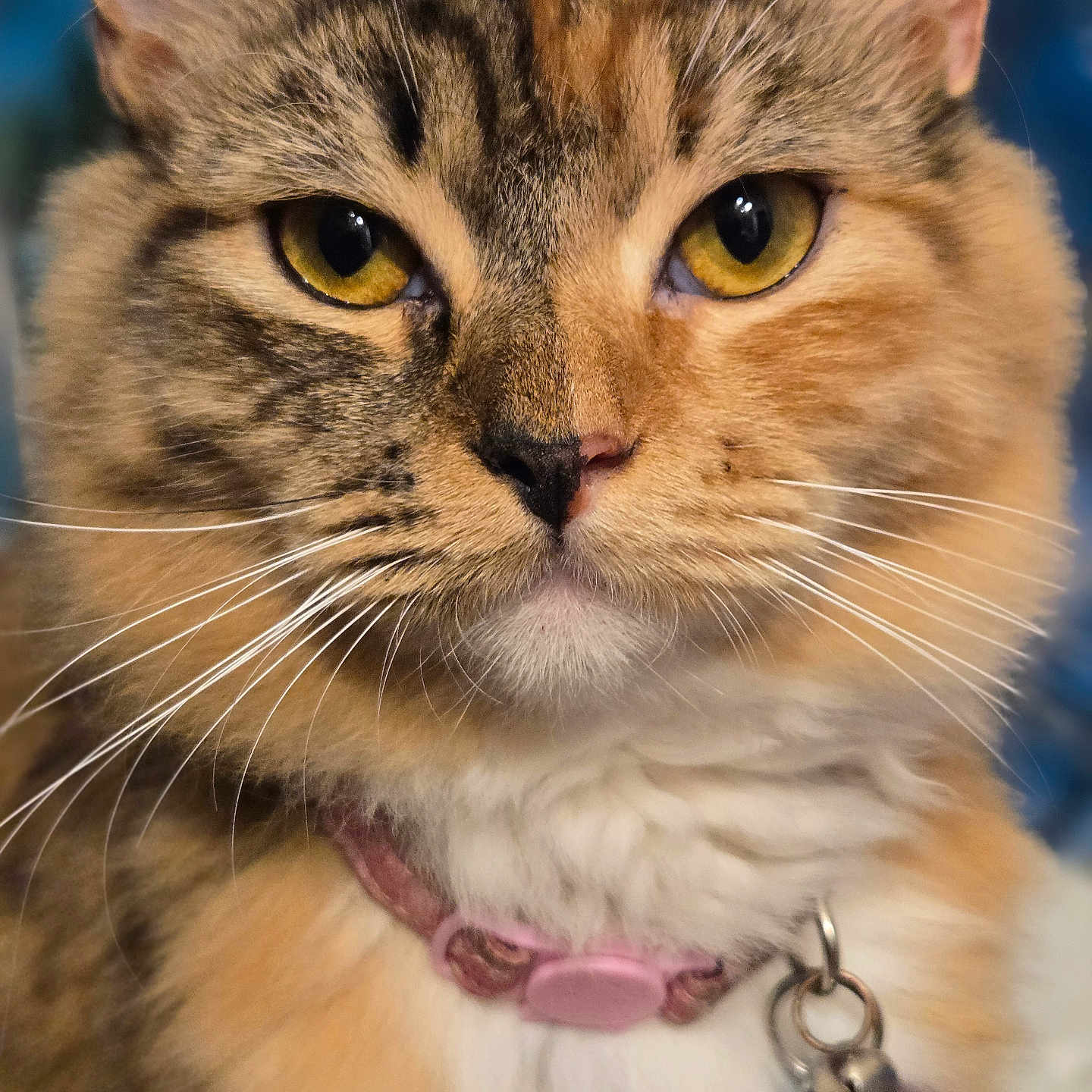 Kitkat Pawdryhepburn