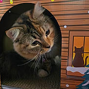 Kitkat Pawdryhepburn joined the competition — help win amazing prizes! animal, box, cardboard_house, cat, cozy, curious, cute, domestic, feline, fur, holiday_theme, indoor, pet, playful, snow, tabby, tree, whiskers, window_illustration, winter