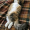 Kitkat Pawdryhepburn joined the competition — help win amazing prizes! animal, calm, cat, comfort, cozy, cute, fluffy, furry, home, indoor, lying_down, mammal, pet, plaid_blanket, relaxed, resting, sleeping, soft, tail, white_paws