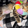 Kitkat Pawdryhepburn joined the competition — help win amazing prizes! blanket, cat, colorful, comfort, cozy, cute, domestic_animal, feline, fur, indoor, kitten, paws, pet, plush_toy, relaxed, resting, sleeping, soft, tabby, young_cat