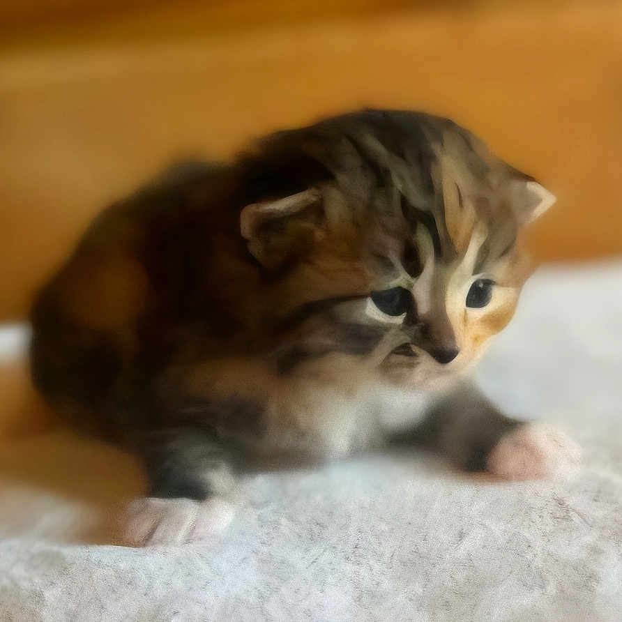 Kitkat Pawdryhepburn