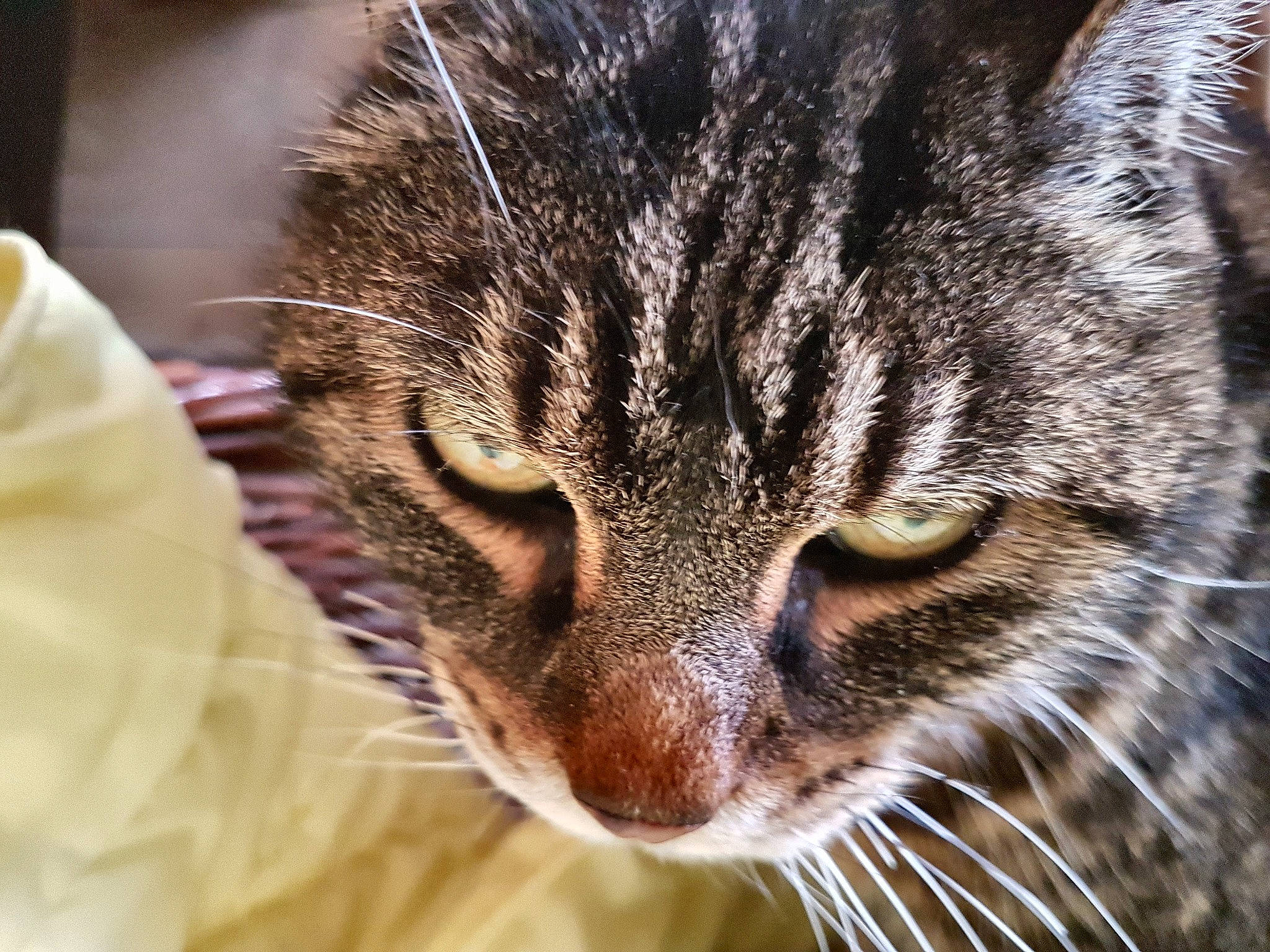 Voyou a rejoint le concours — aidez-le/la à gagner de superbes lots ! american_shorthair, american_wirehair, asian, bengal, carnivore, cat, close_up, domestic_short_haired_cat, dragon_li, european_shorthair, eye, felidae, fur, mammal, nose, small_to_medium_sized_cats, snout, tabby_cat, whiskers, wild_cat