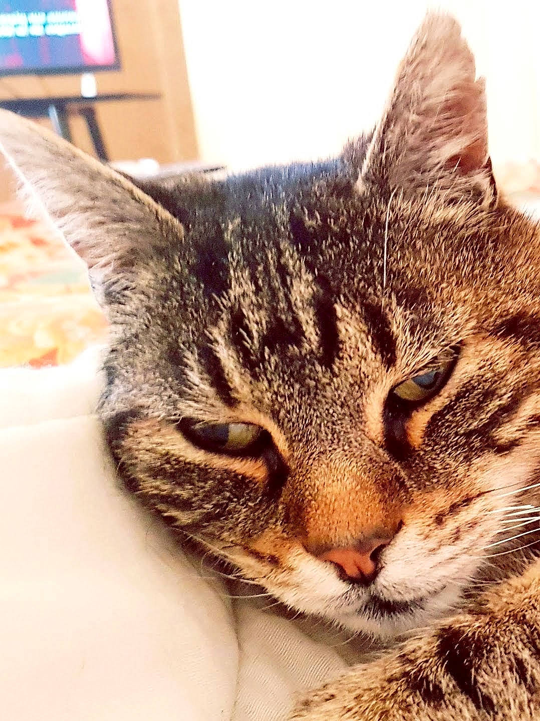 Voyou a rejoint le concours — aidez-le/la à gagner de superbes lots ! aegean_cat, american_shorthair, american_wirehair, asian, california_spangled, carnivore, cat, close_up, domestic_short_haired_cat, dragon_li, european_shorthair, eye, felidae, fur, mammal, nose, small_to_medium_sized_cats, snout, tabby_cat, whiskers