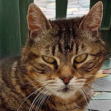 Voyou a rejoint le concours — aidez-le/la à gagner de superbes lots ! aegean_cat, american_shorthair, american_wirehair, asian, bengal, california_spangled, carnivore, cat, domestic_short_haired_cat, dragon_li, european_shorthair, felidae, mammal, pixie_bob, small_to_medium_sized_cats, tabby_cat, toyger, vertebrate, whiskers, wild_cat