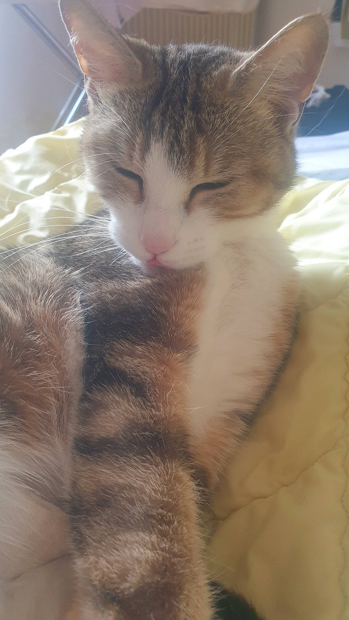 Thelya a rejoint le concours — aidez-le/la à gagner de superbes lots ! carnivore, cat, claw, comfort, domestic_short_haired_cat, fawn, felidae, fur, nap, paw, sleep, small_to_medium_sized_cats, snout, tail, tree, whiskers