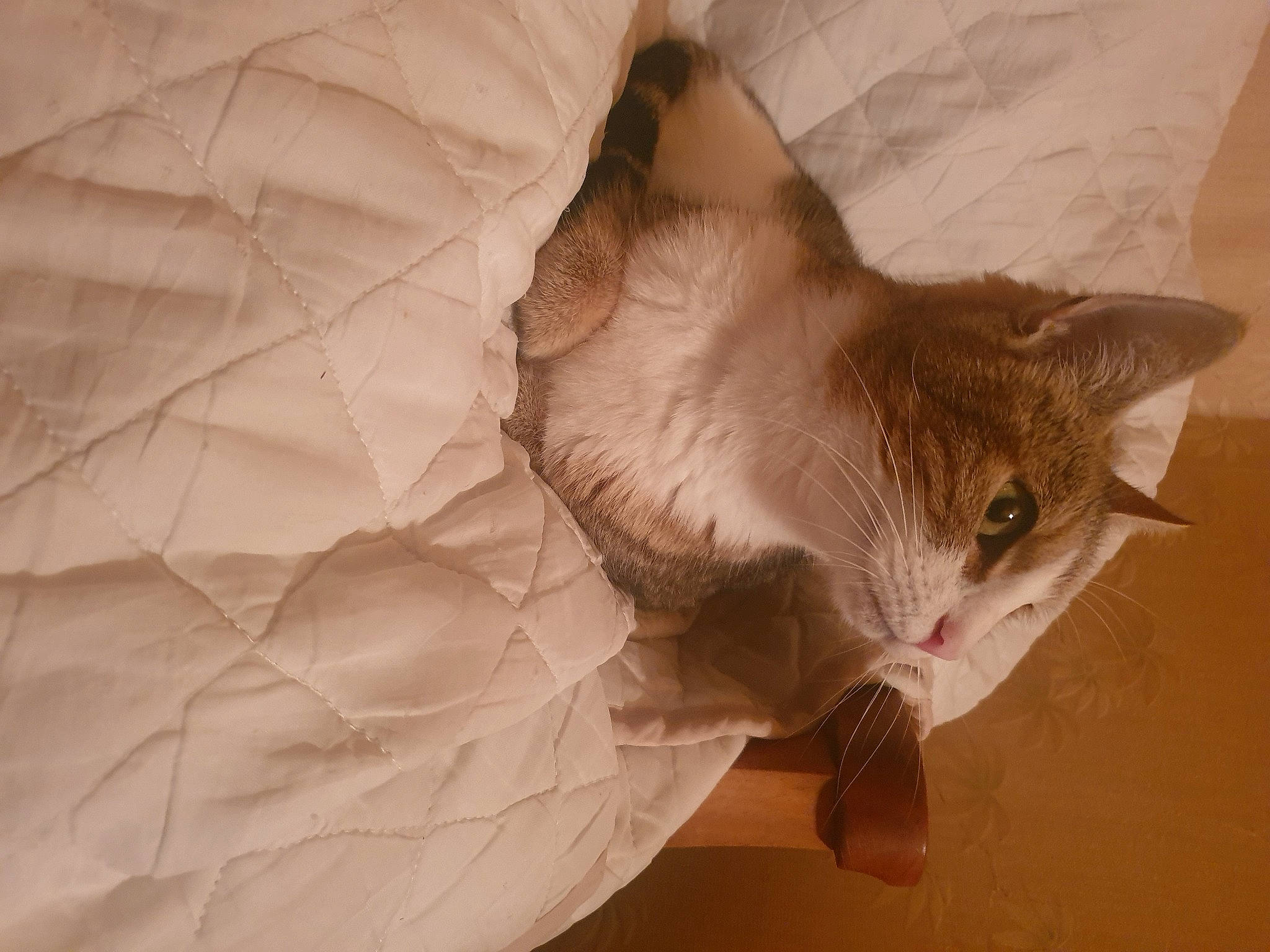 Thelya a rejoint le concours — aidez-le/la à gagner de superbes lots ! carnivore, cat, comfort, domestic_short_haired_cat, fawn, felidae, fur, linens, paper, paper_product, paw, peach, room, small_to_medium_sized_cats, tail, tints_and_shades, whiskers, wood