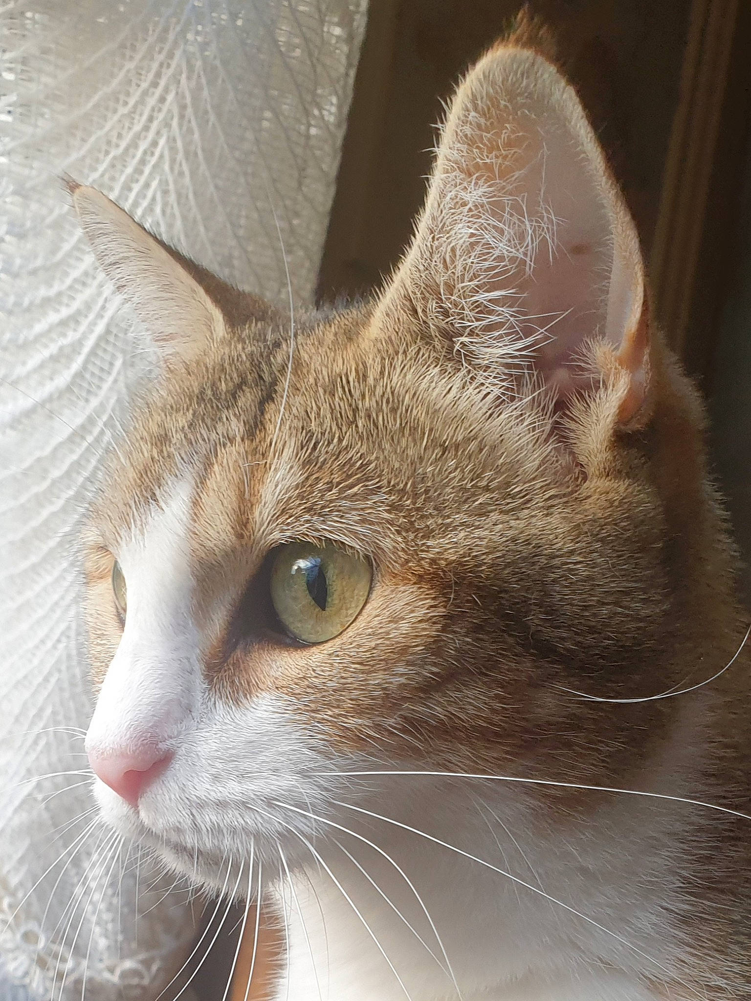 Thelya participe au concours pour gagner de l'argent avec cette photo : carnivore, cat, comfort, domestic_short_haired_cat, ear, fawn, felidae, fur, small_to_medium_sized_cats, snout, terrestrial_animal, whiskers, wildlife, window