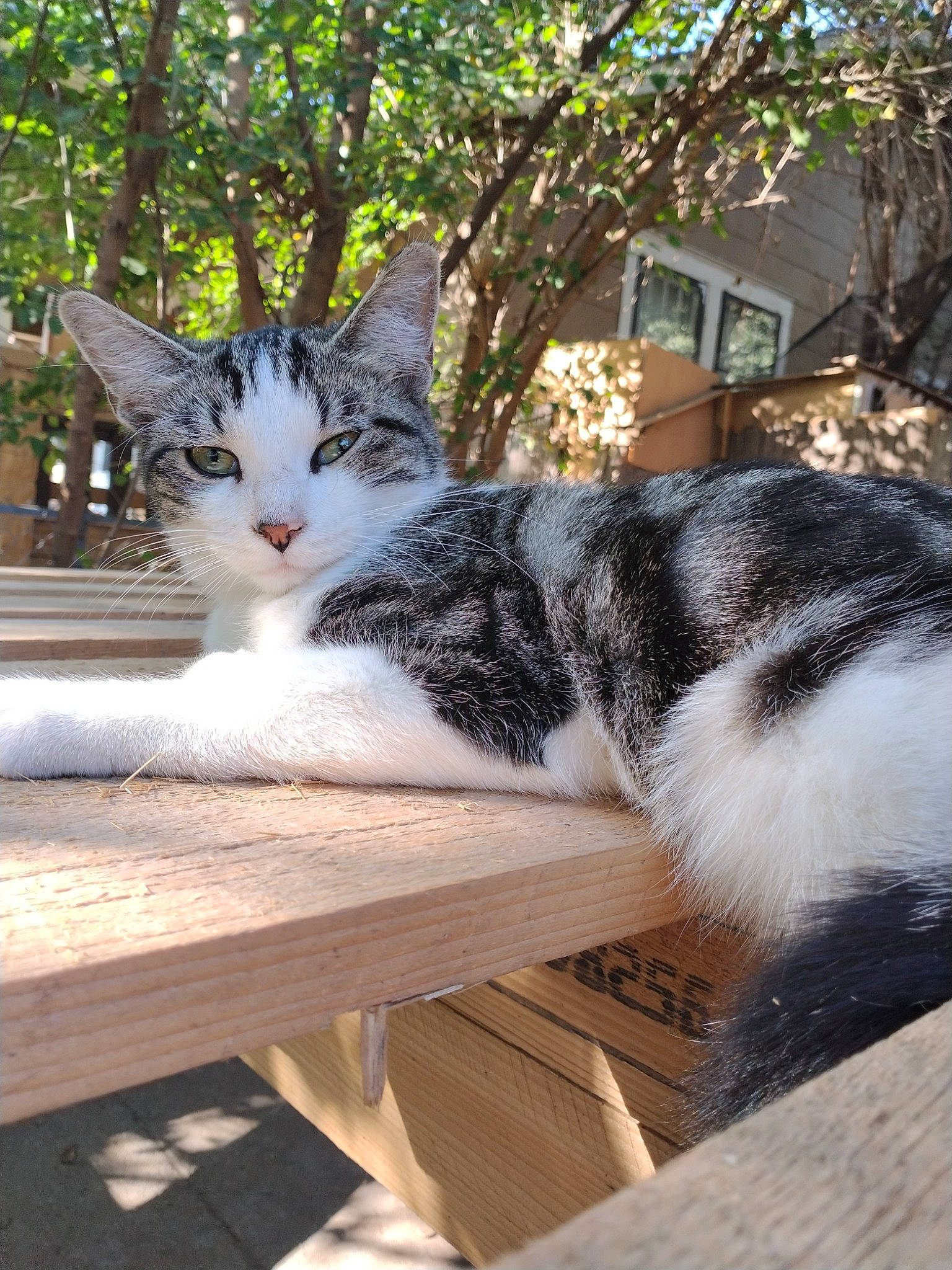 Teddy is registered to the contest to win money with this photo: bench, building, carnivore, cat, domestic_short_haired_cat, felidae, fur, grass, mammal, outdoor_furniture, plant, sitting, small_to_medium_sized_cats, snout, tail, tree, vertebrate, whiskers, window, wood