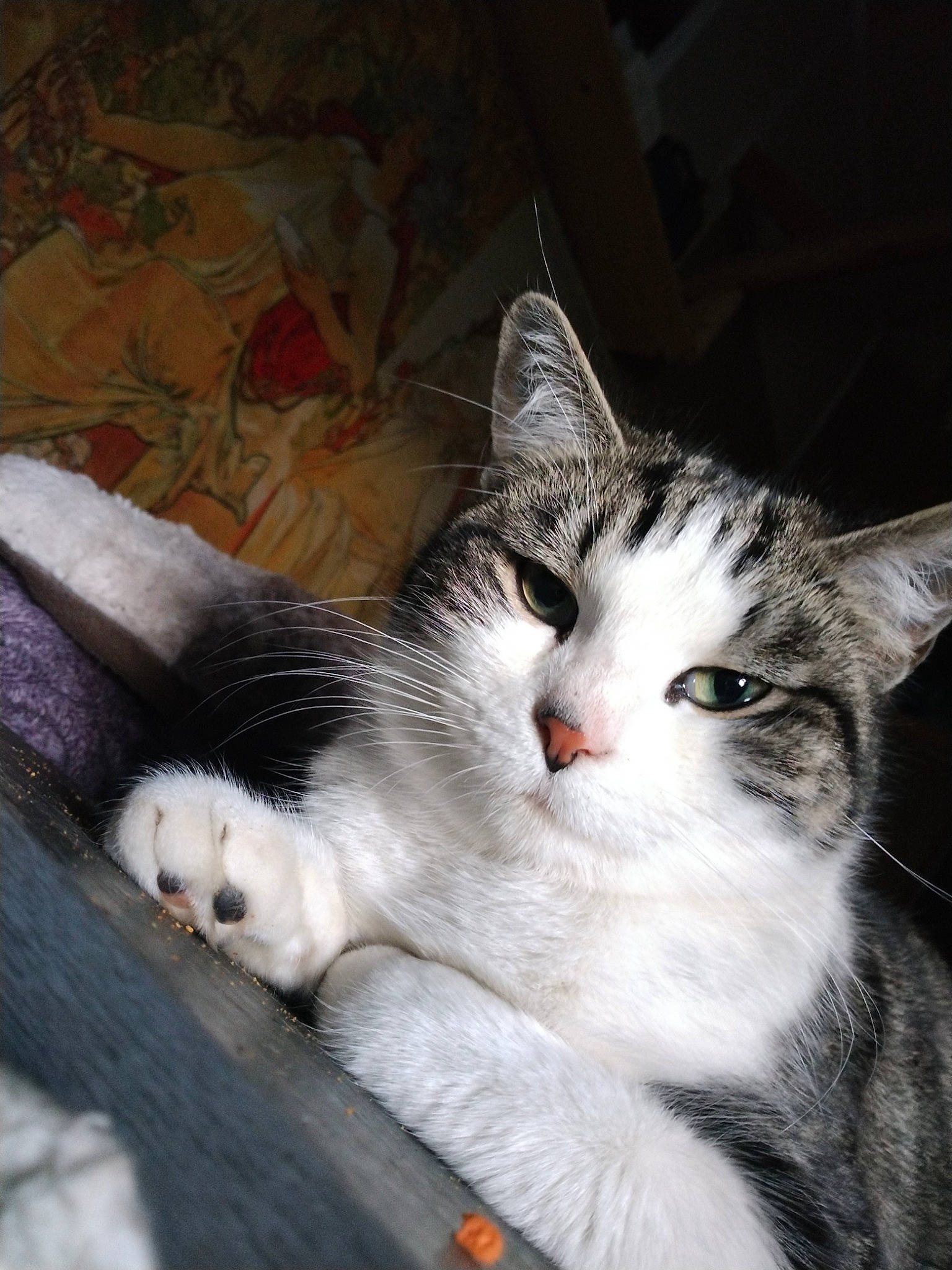 Teddy is registered to the contest to win money with this photo: carnivore, cat, claw, comfort, domestic_short_haired_cat, felidae, fur, paw, photo_caption, small_to_medium_sized_cats, snout, tail, whiskers, window