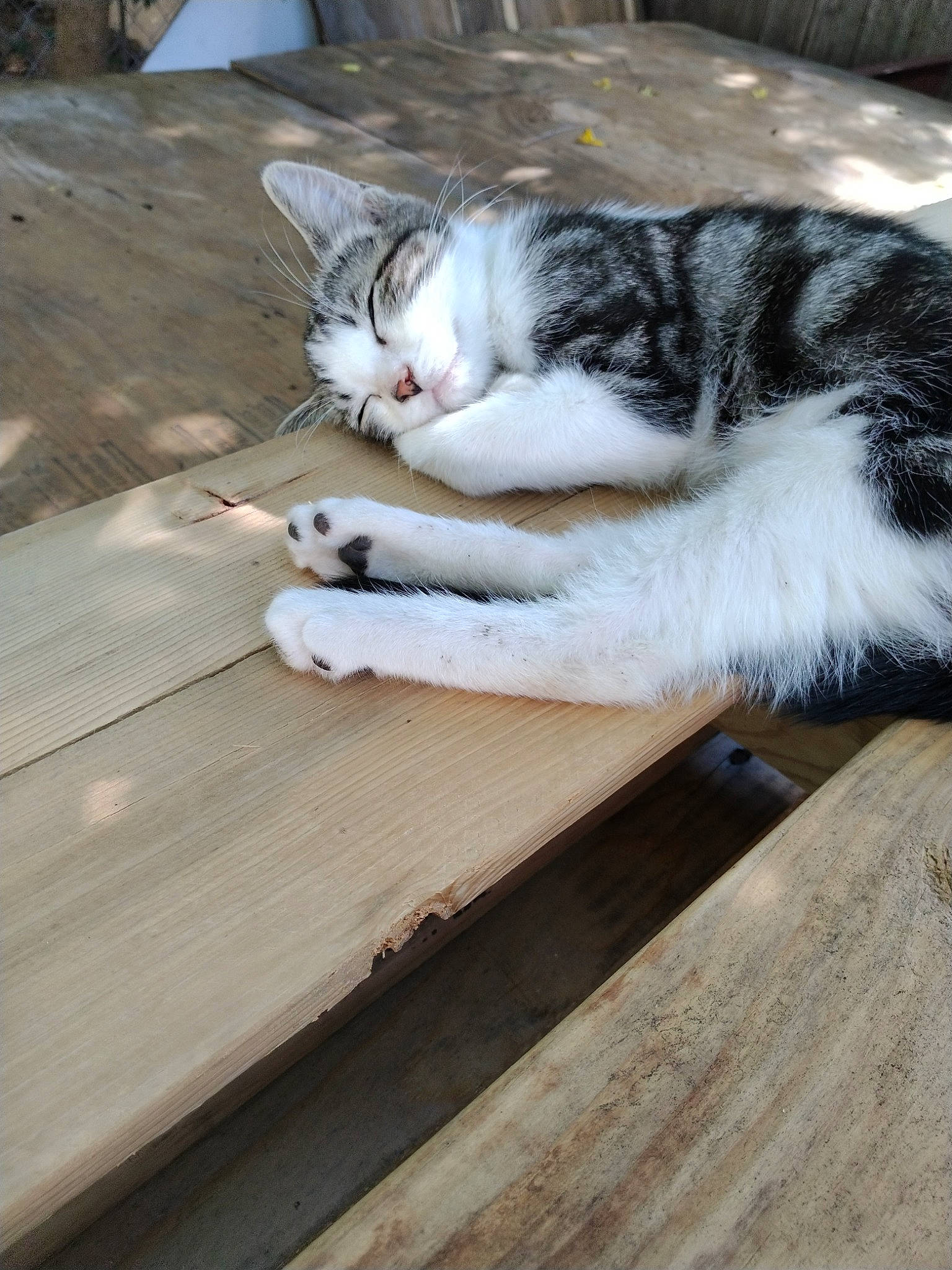 Teddy is registered to the contest to win money with this photo: carnivore, cat, comfort, domestic_short_haired_cat, felidae, flooring, foot, fur, hardwood, paw, plank, small_to_medium_sized_cats, tail, whiskers, wood, wood_stain