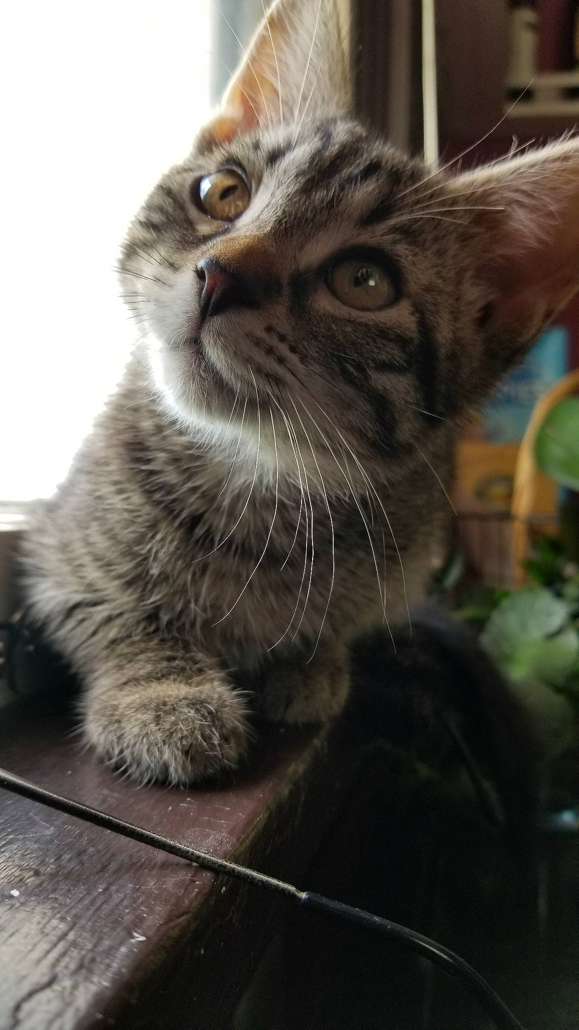 Tigger is registered to the contest to win money with this photo: american_curl, american_shorthair, asian, british_semi_longhair, carnivore, cat, domestic_short_haired_cat, dragon_li, european_shorthair, eye, felidae, kitten, mammal, pixie_bob, siberian, small_to_medium_sized_cats, snout, tabby_cat, vertebrate, whiskers