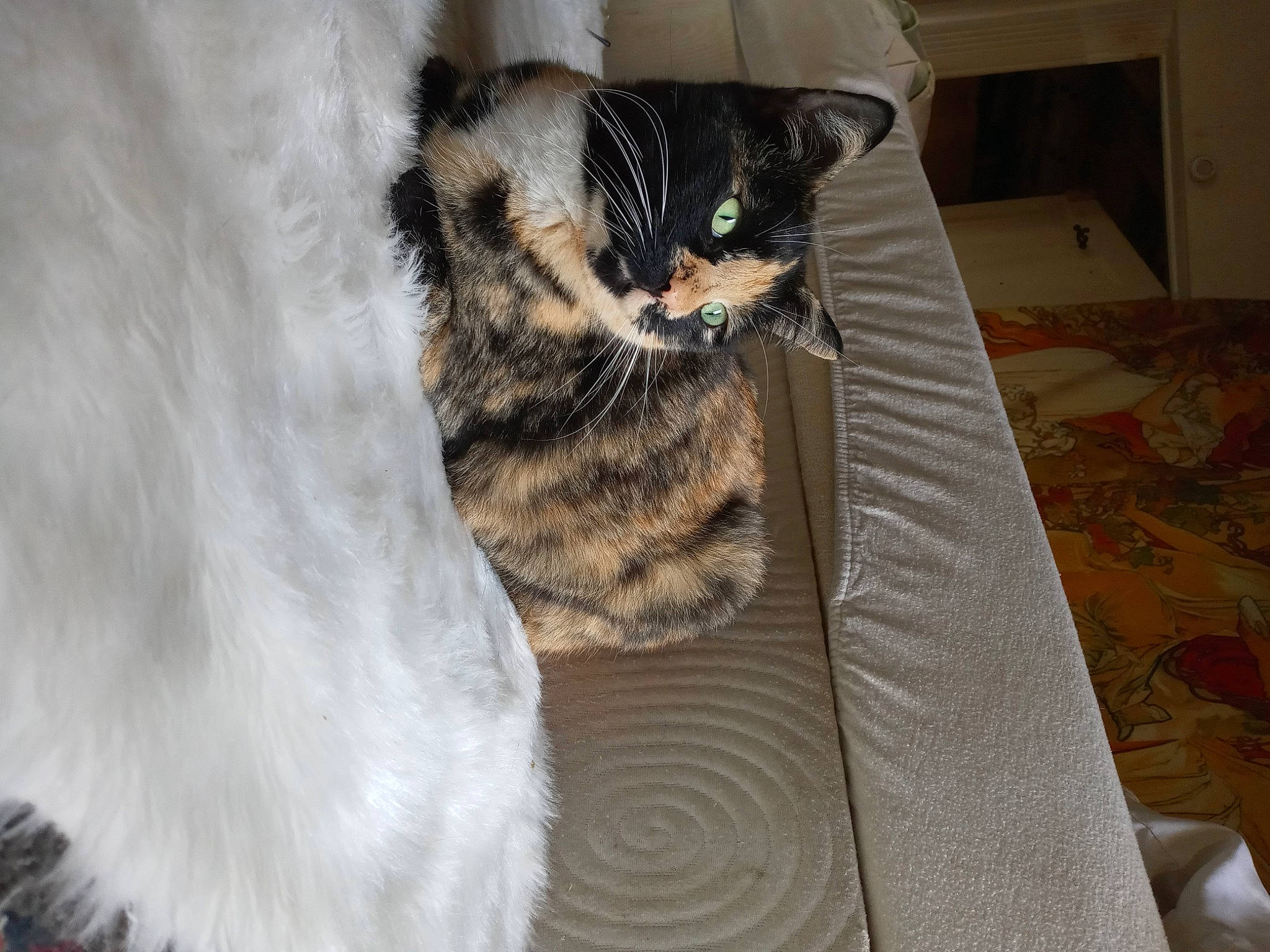 Cookie is registered to the contest to win money with this photo: bed, carnivore, cat, claw, comfort, couch, domestic_short_haired_cat, felidae, flooring, fur, grey, hardwood, linens, paw, small_to_medium_sized_cats, snout, tail, terrestrial_animal, whiskers, wood