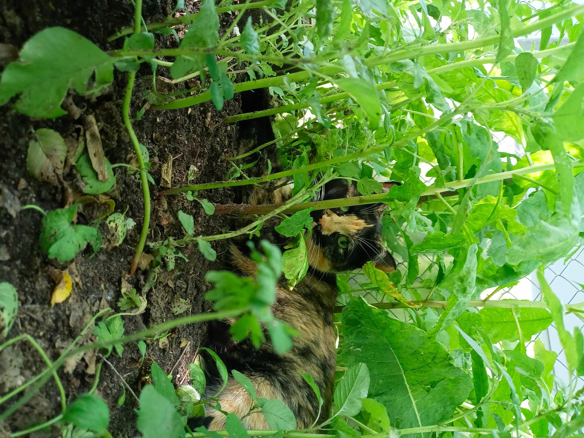 Cookie joined the competition — help win amazing prizes! annual_plant, flower, flowering_plant, grass, groundcover, herb, leaf, leaf_vegetable, nettle_family, plant, plant_pathology, soil, subshrub, terrestrial_plant, tree, vascular_plant, vitis