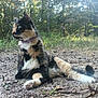 cat, calico_cat, feline, pet, outdoors, forest, trees, grass, dirt, ground, collar, whiskers, paw, paws, profile, sitting, relaxed, sunlight, leaves, nature