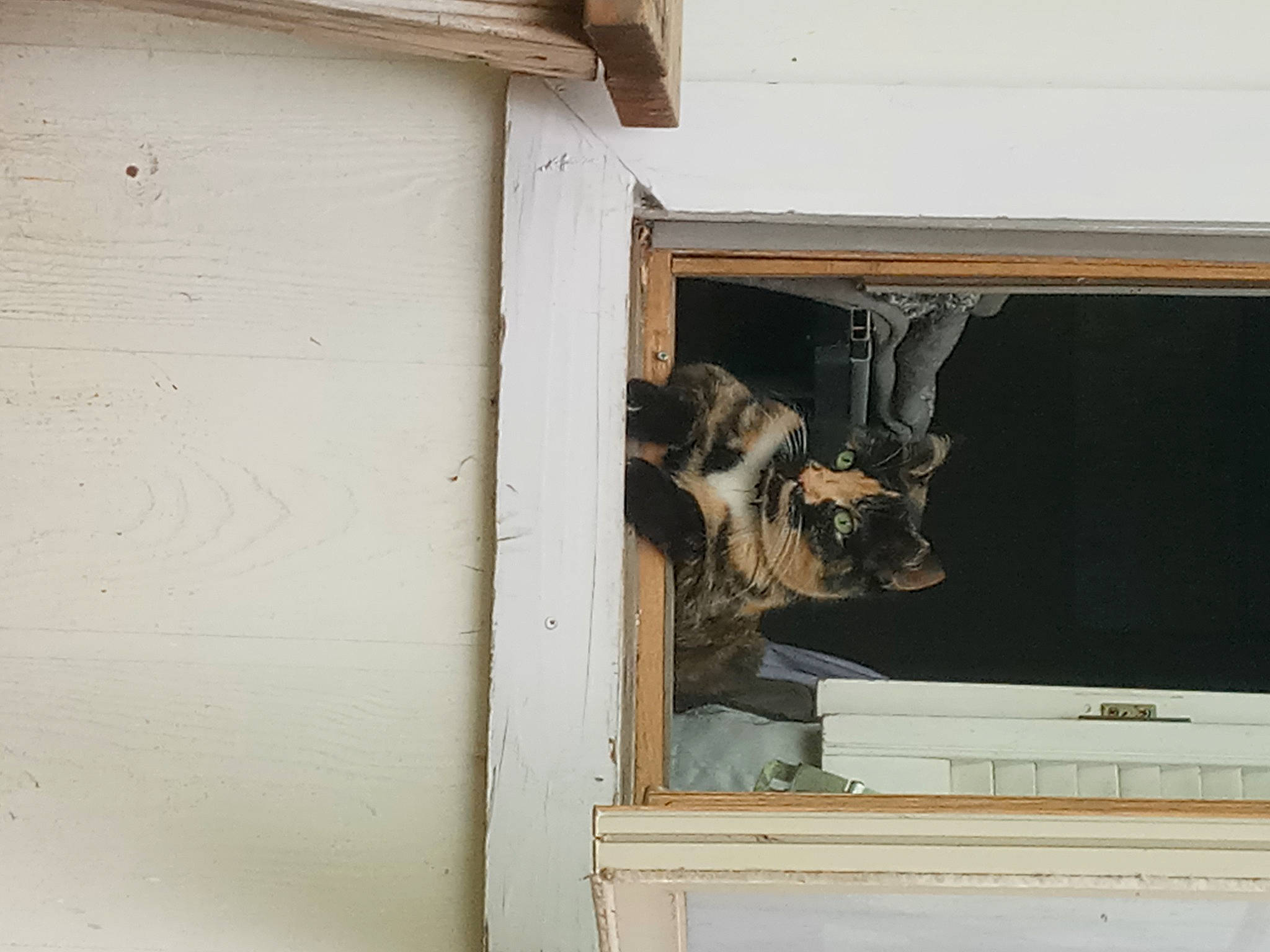 Cookie joined the competition — help win amazing prizes! building, cabinetry, carnivore, door, facade, felidae, hardwood, home_door, house, plywood, rectangle, sash_window, shade, siding, small_to_medium_sized_cats, tail, tints_and_shades, window, window_covering, wood