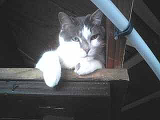 Rich is registered to the contest to win money with this photo: aegean_cat, american_wirehair, asian, black_and_white, carnivore, cat, domestic_short_haired_cat, european_shorthair, felidae, kitten, norwegian_forest_cat, ojos_azules, paw, photography, polydactyl_cat, small_to_medium_sized_cats, whiskers