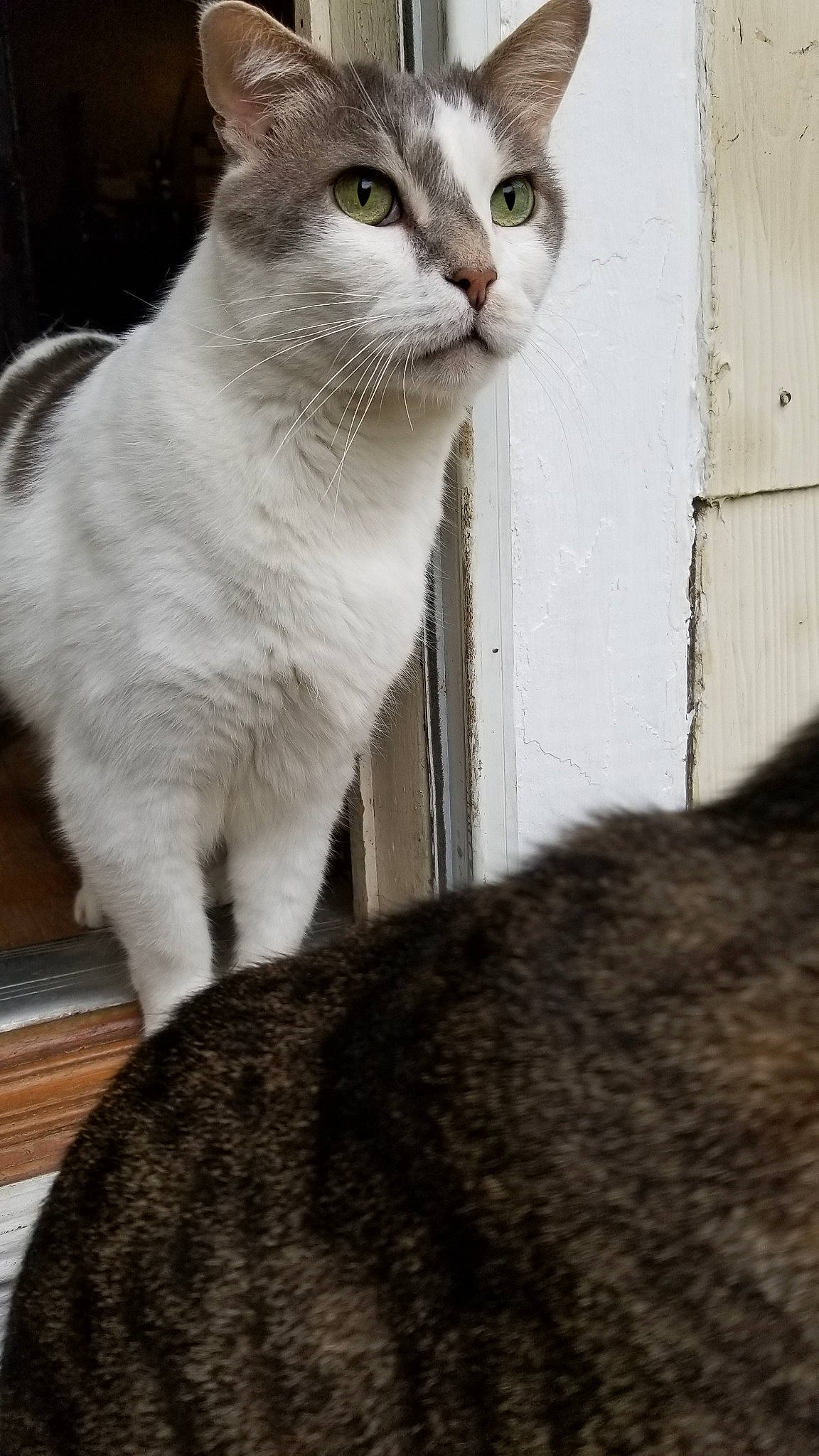 Rich is registered to the contest to win money with this photo: aegean_cat, american_wirehair, asian, british_shorthair, burmilla, carnivore, cat, domestic_short_haired_cat, european_shorthair, felidae, mammal, scottish_fold, small_to_medium_sized_cats, vertebrate, whiskers