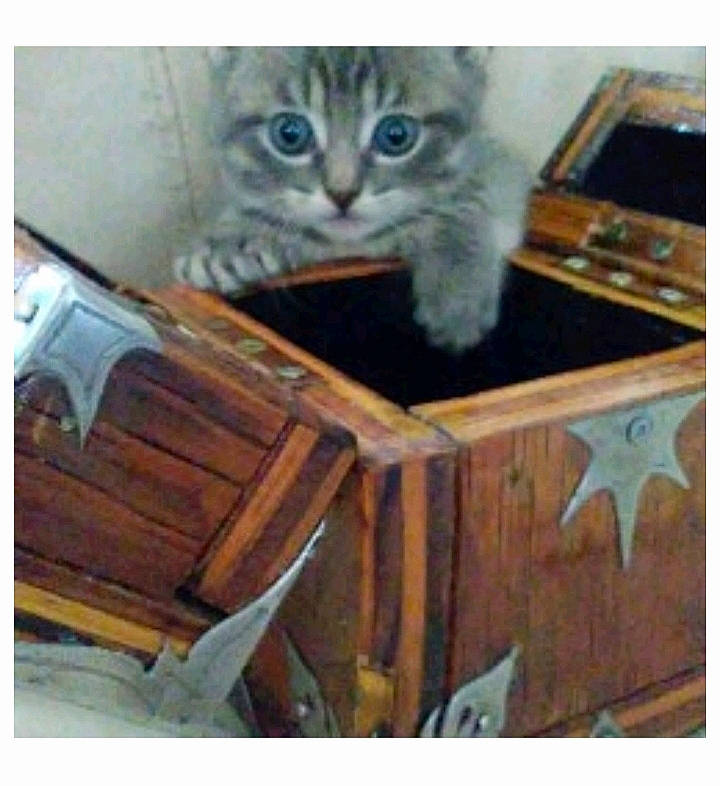 Charlotte is registered to the contest to win money with this photo: carnivore, cat, domestic_short_haired_cat, european_shorthair, felidae, jigsaw_puzzle, kitten, puzzle, small_to_medium_sized_cats, tabby_cat, whiskers