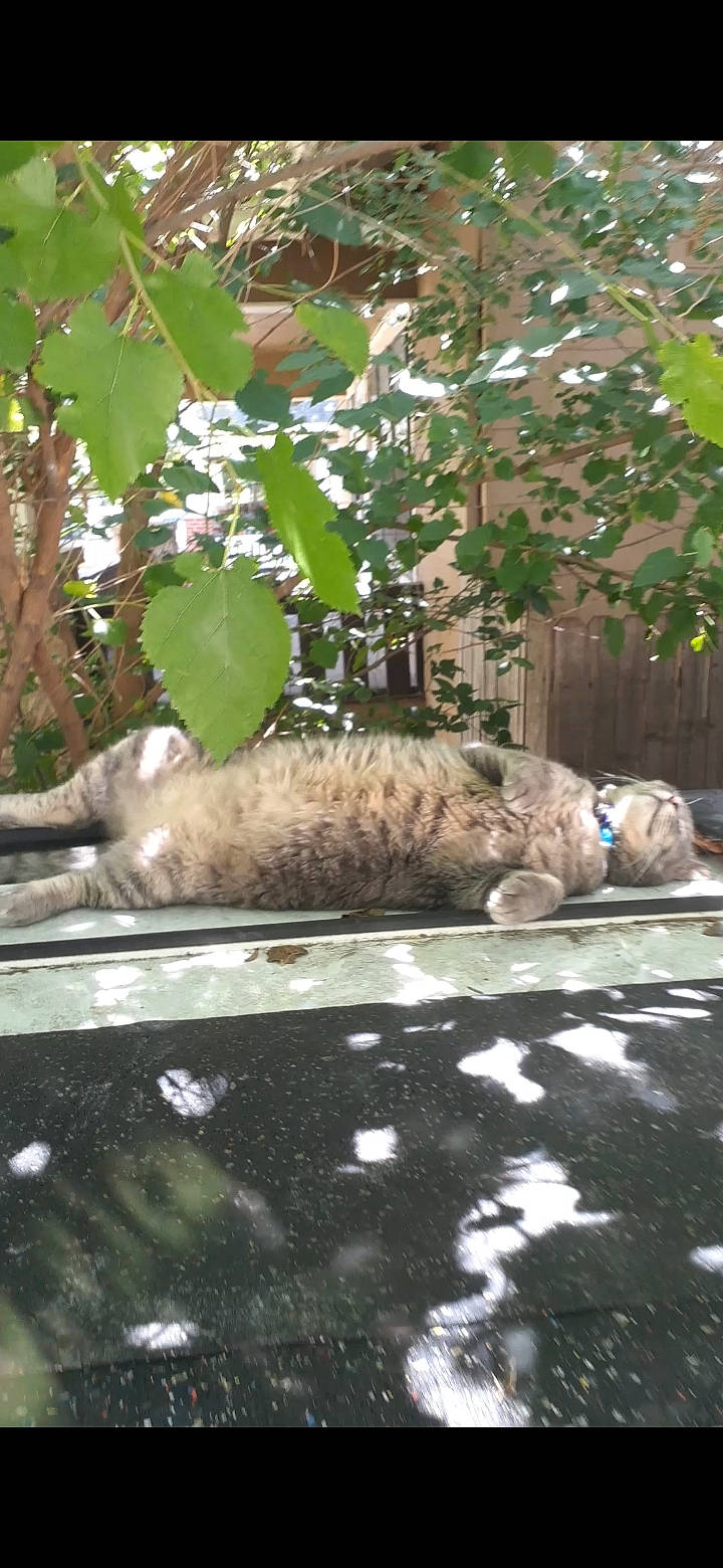 Charlotte joined the competition — help win amazing prizes! carnivore, cat, european_shorthair, felidae, plant, small_to_medium_sized_cats, tail, tree, whiskers, wild_cat, zoo