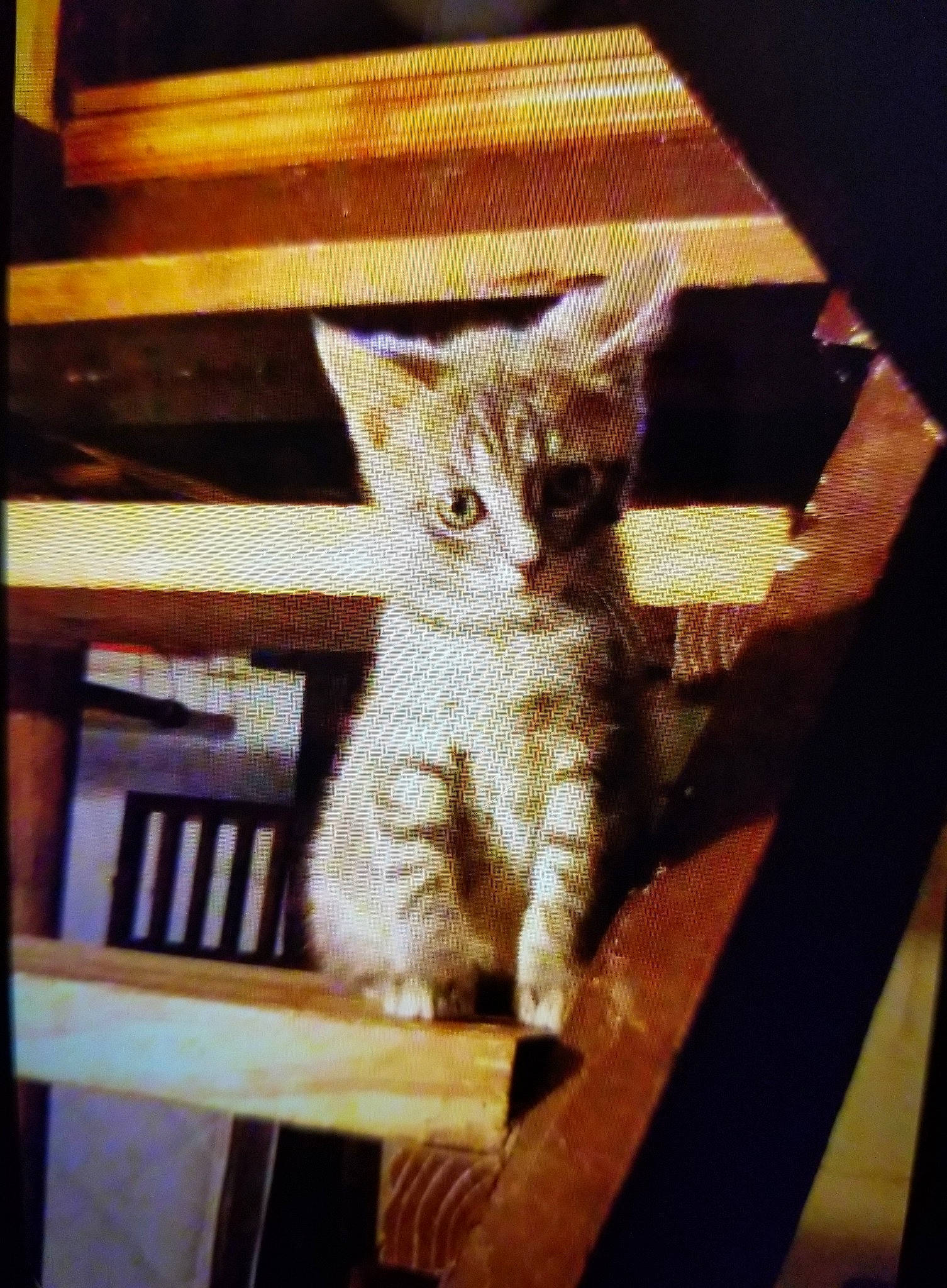 Charlotte joined the competition — help win amazing prizes! american_shorthair, asian, carnivore, cat, domestic_short_haired_cat, european_shorthair, felidae, kitten, small_to_medium_sized_cats, tabby_cat, whiskers