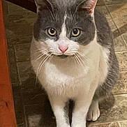 Leo joined the competition — help win amazing prizes! animal, cat, companion, curious, cute, domestic, ears, feline, floor, fur, gray_and_white, household, indoor, looking_up, mammal, paws, pet, sitting, tile, whiskers