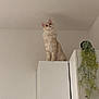 cat, furniture, cabinet, indoor, plant, ceiling_light, curious, fluffy, cream_colored, pet, domestic_animal, white_wall, minimalist, home, decor, sitting, looking_up, tall, cozy, animal
