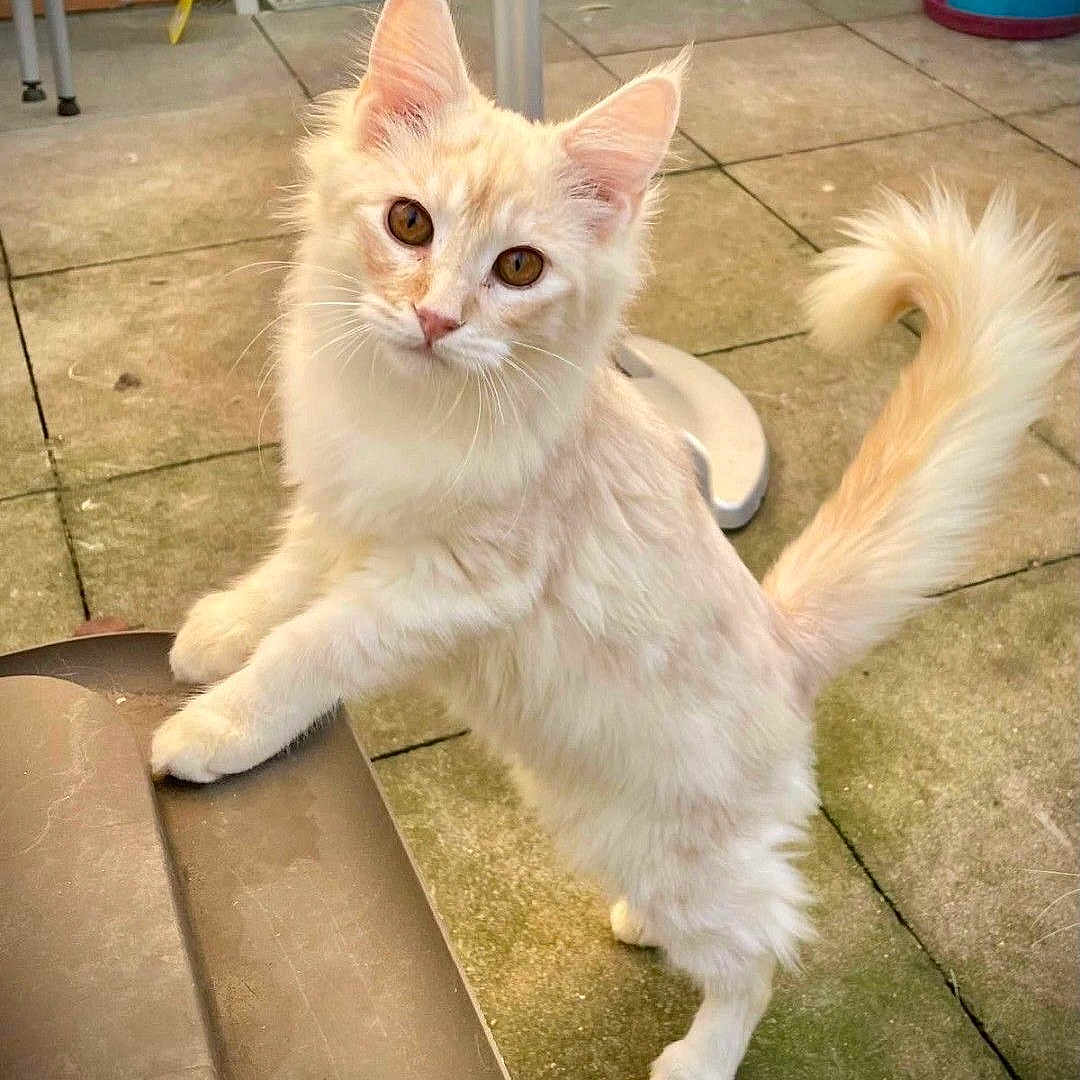 Rookie a rejoint le concours — aidez-le/la à gagner de superbes lots ! amber_eyes, animal, cat, close_up, cream_colored, curious, daylight, ears, feline, fluffy, front_paws, fur, hind_legs, outdoor, patio, pet, standing, tail, tiles, whiskers