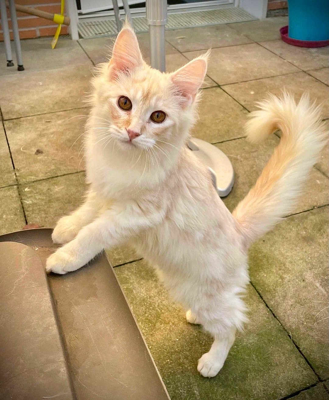 Rookie a rejoint le concours — aidez-le/la à gagner de superbes lots ! cat, cream_colored, fluffy, amber_eyes, tail, outdoor, patio, tiles, curious, standing, hind_legs, front_paws, feline, pet, animal, whiskers, ears, fur, close_up, daylight