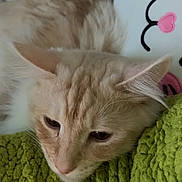 Rookie a rejoint le concours — aidez-le/la à gagner de superbes lots ! cat, sleepy, cream_colored, close_up, blanket, green_blanket, pillow, pink_hearts, cute_face, indoor, pet, feline, resting, soft_texture, cozy, fur, animal, relaxed, domestic_cat, cushion