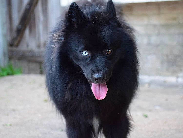 Orion is registered to the contest to win money with this photo: belgian_shepherd, canidae, carnivore, companion_dog, dog, dog_breed, german_spitz, german_spitz_mittel, groenendael, mammal, non_sporting_group, pomeranian, schipperke, snout, spitz, swedish_lapphund, vertebrate