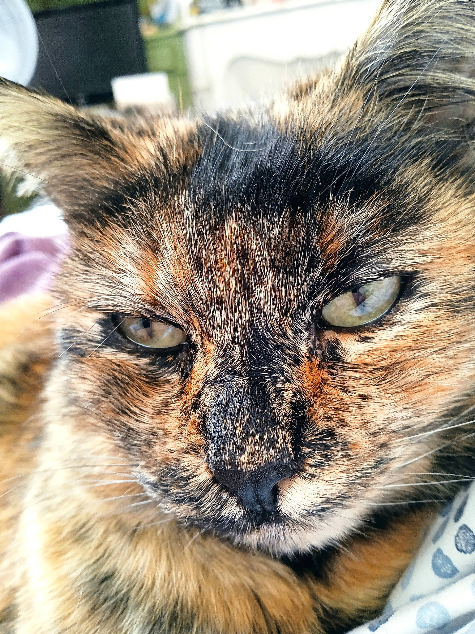 Boulette a rejoint le concours — aidez-le/la à gagner de superbes lots ! carnivore, cat, close_up, comfort, domestic_short_haired_cat, eye, felidae, fur, grass, iris, nap, paw, sleep, small_to_medium_sized_cats, snout, terrestrial_animal, tree, whiskers, wildlife