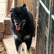 Maverick joined the competition — help win amazing prizes! animal, black_and_white, canine, close_up, concrete, daylight, dog, ears, fence, fluffy, fur, happy, metal_fence, outdoor, path, paw, pet, standing, tongue, tongue_out