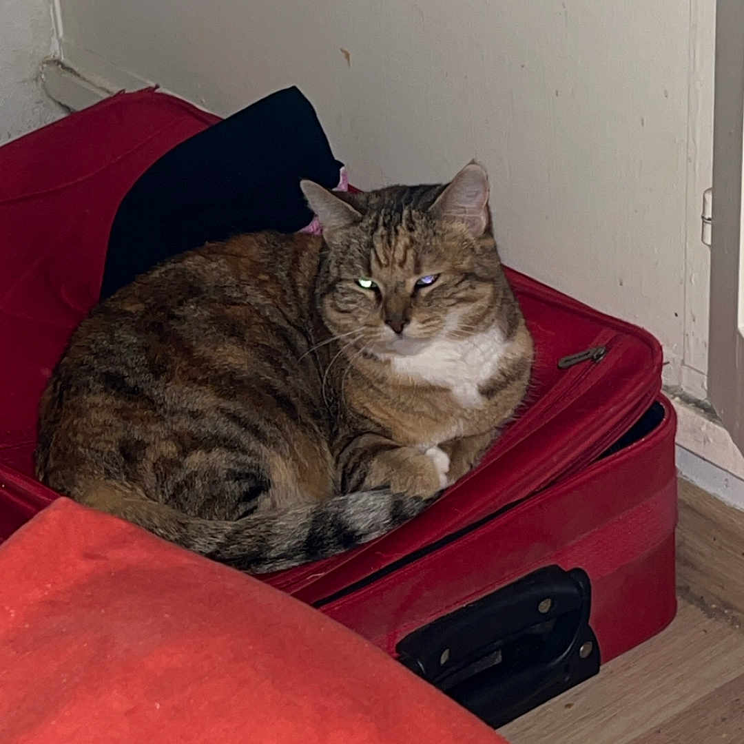 Bubble participe au concours pour gagner de l'argent avec cette photo : cat, tabby, suitcase, red, indoor, floor, wooden_floor, resting, pet, animal, feline, cozy, corner, wall, door, domestic, fur, relaxed, home, quiet