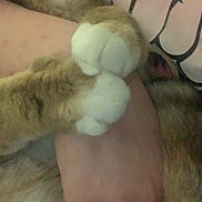 Bubble participe au concours pour gagner de l'argent avec cette photo : cat, paws, hand, ring, fur, close_up, intimacy, bond, pet, animal, human, skin, cuddle, soft, comfort, indoor, relaxation, warmth, friendship, touch