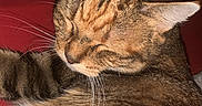 Bubble a rejoint le concours — aidez-le/la à gagner de superbes lots ! animal, cat, closeup, cozy, cute, domestic_cat, ear, face, feline, fur, indoor, mammal, pet, portrait, red, relaxed, resting, sleeping, tabby, whiskers