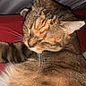 Bubble a rejoint le concours — aidez-le/la à gagner de superbes lots ! cat, tabby, feline, sleeping, pet, animal, whiskers, fur, closeup, indoor, red, relaxed, cute, mammal, resting, cozy, portrait, domestic_cat, ear, face