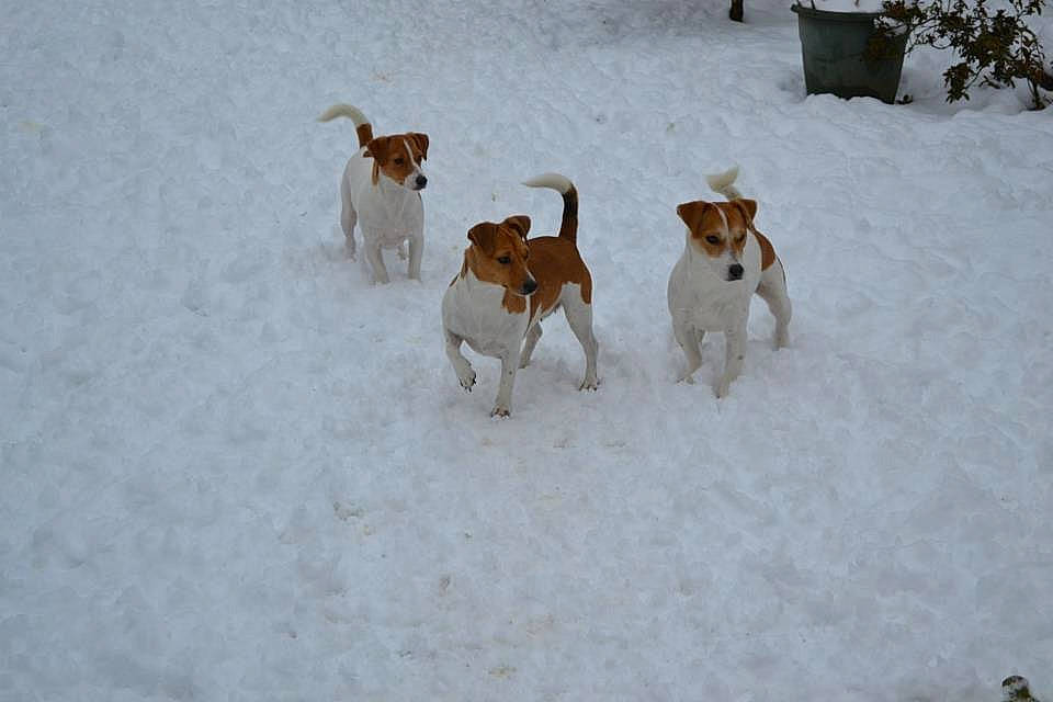 Emmy a rejoint le concours — aidez-le/la à gagner de superbes lots ! beagle, canidae, carnivore, companion_dog, dog, dog_breed, english_foxhound, fox_terrier, freezing, harrier, hunting_dog, parson_russell_terrier, snow, sporting_group, tail, winter