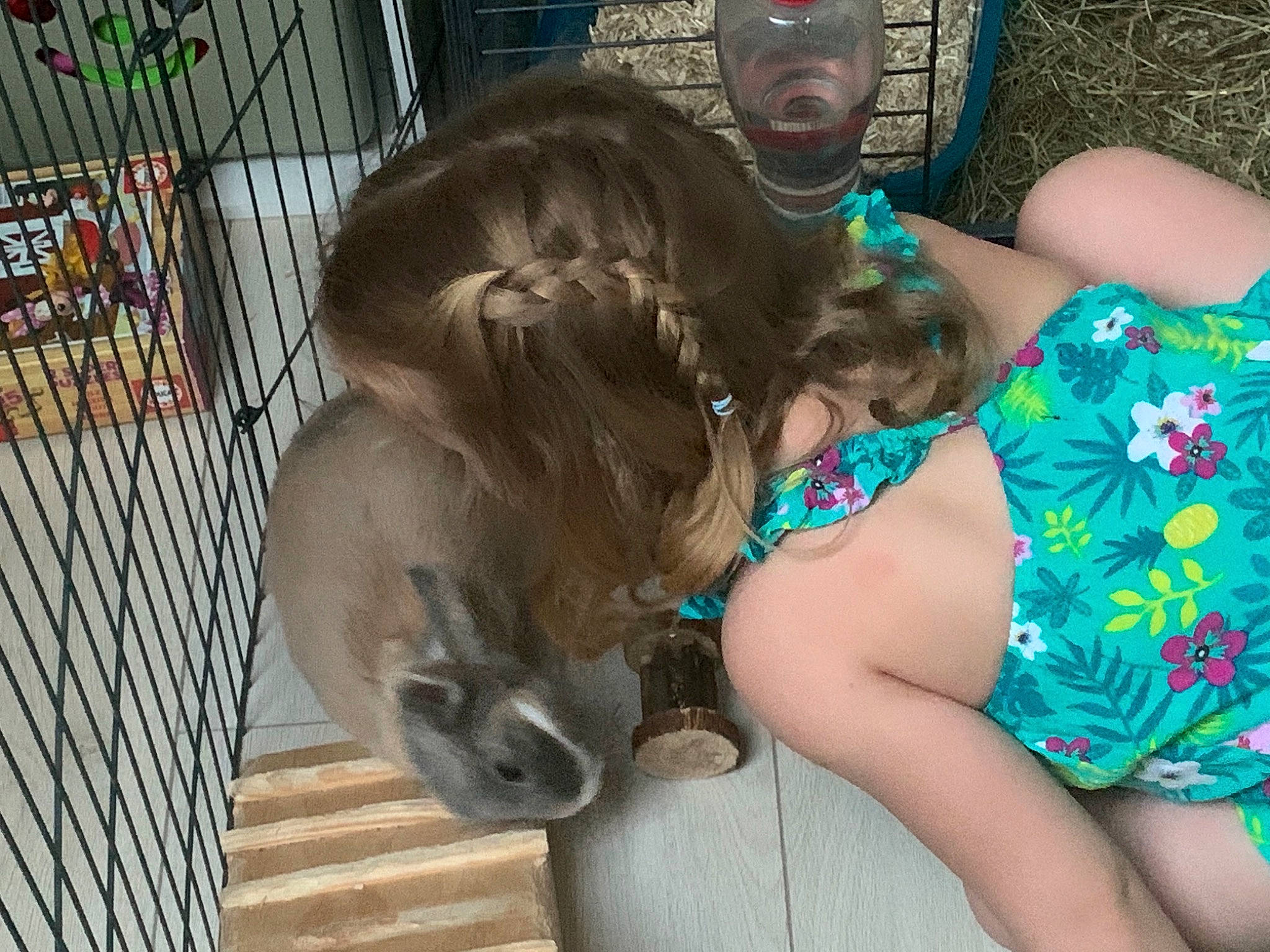 Gouille a rejoint le concours — aidez-le/la à gagner de superbes lots ! canidae, fawn, sporting_group