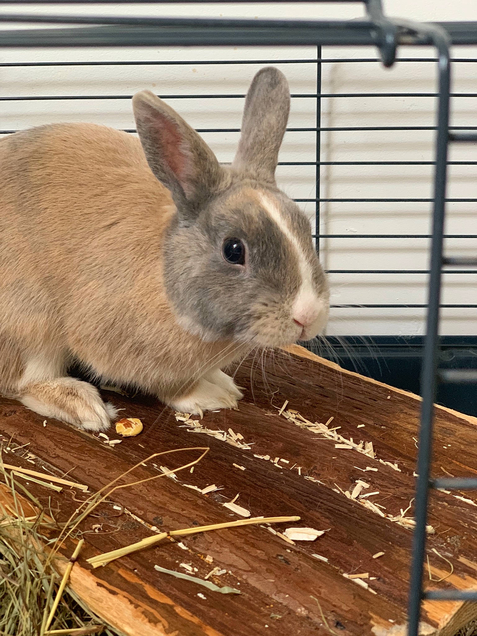 Gouille participe au concours pour gagner de l'argent avec cette photo : animal_shelter, audubons_cottontail, beige, cage, domestic_rabbit, fawn, hare, lower_keys_marsh_rabbit, mammal, mountain_cottontail, organism, plant, rabbit, rabbits_and_hares, snout, vertebrate, whiskers, wildlife, wood_rabbit