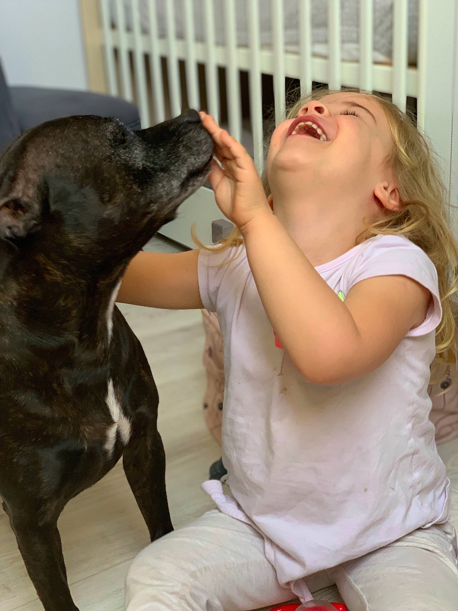 Joy a rejoint le concours — aidez-le/la à gagner de superbes lots ! american_pit_bull_terrier, american_staffordshire_terrier, bandog, canidae, carnivore, companion_dog, dog, dog_breed, ear, fawn, guard_dog, mammal, non_sporting_group, pit_bull, puppy_love, sitting, sporting_group, staffordshire_bull_terrier