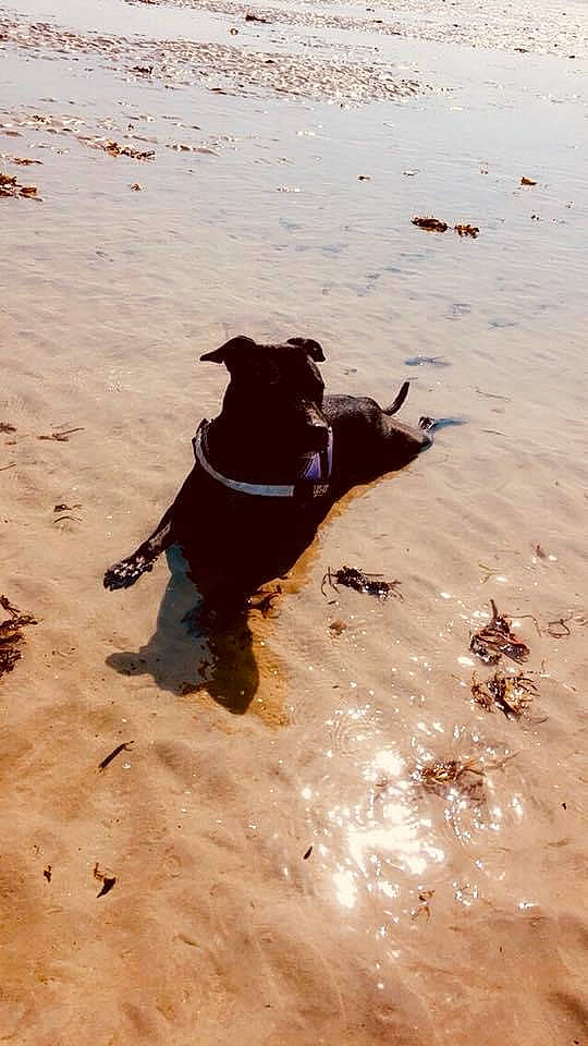 Joy a rejoint le concours — aidez-le/la à gagner de superbes lots ! beach, canidae, carnivore, dog, dog_breed, dog_walking, flat_coated_retriever, guard_dog, labrador_retriever, sand, sea, shadow, sporting_group, water