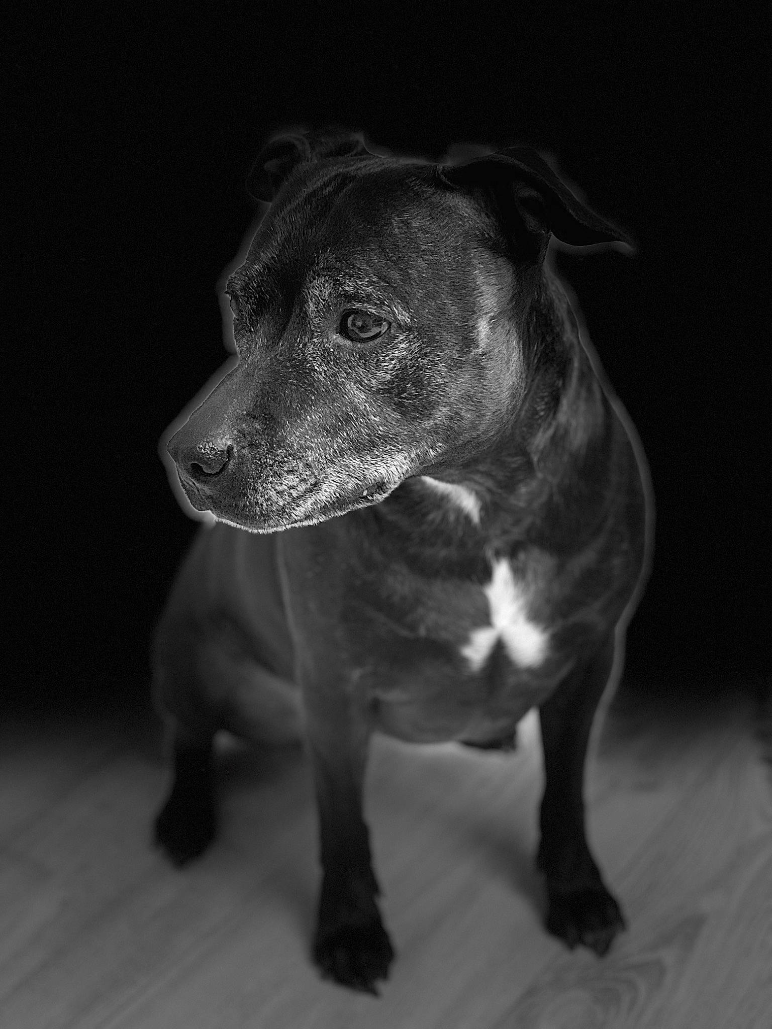 Joy participe au concours pour gagner de l'argent avec cette photo : american_pit_bull_terrier, american_staffordshire_terrier, black_and_white, bull_and_terrier, canidae, carnivore, dog, dog_breed, fawn, mammal, non_sporting_group, nose, pit_bull, puppy, rare_breed_dog, snout, sporting_group, staffordshire_bull_terrier, vertebrate, whiskers