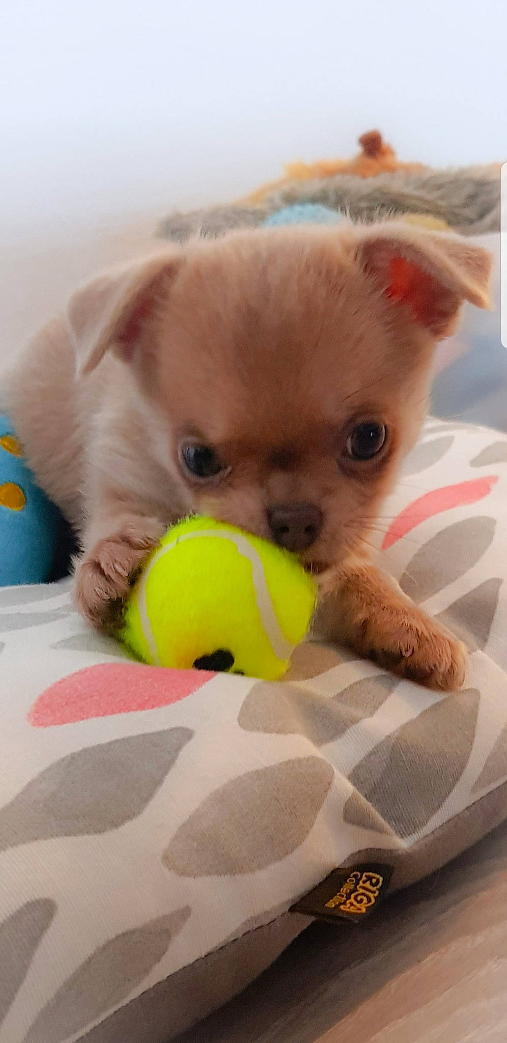 Cia a rejoint le concours — aidez-le/la à gagner de superbes lots ! canidae, carnivore, chihuahua, companion_dog, dog, dog_breed, dog_supply, dog_toy, fawn, paw, pet_supply, plush, snout, sporting_group, stuffed_toy, tennis_ball, toy, toy_dog, whiskers, working_animal