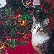 Hamilton. joined the competition — help win amazing prizes! cat, tabby_cat, christmas_tree, christmas_lights, ornaments, mickey_mouse_ornament, indoor, holiday_decor, festive, curious, pet, animal, feline, carpet, tree_skirt, greenery, colorful_lights, decorations, holiday, christmas