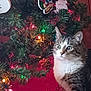 cat, tabby_cat, christmas_tree, christmas_lights, ornaments, mickey_mouse_ornament, indoor, holiday_decor, festive, curious, pet, animal, feline, carpet, tree_skirt, greenery, colorful_lights, decorations, holiday, christmas