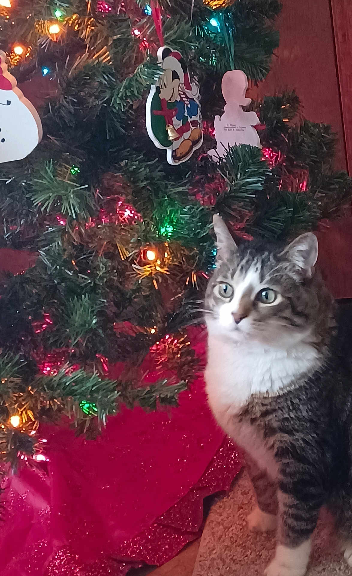 Hamilton. joined the competition — help win amazing prizes! cat, tabby_cat, christmas_tree, christmas_lights, ornaments, mickey_mouse_ornament, indoor, holiday_decor, festive, curious, pet, animal, feline, carpet, tree_skirt, greenery, colorful_lights, decorations, holiday, christmas