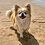 Moka a rejoint le concours — aidez-le/la à gagner de superbes lots ! dog, beach, sand, sunny, happy, paw_prints, waves, outdoor, smiling, fluffy, small_dog, canine, nature, daytime, walking, coast, water, animal, pet, fur
