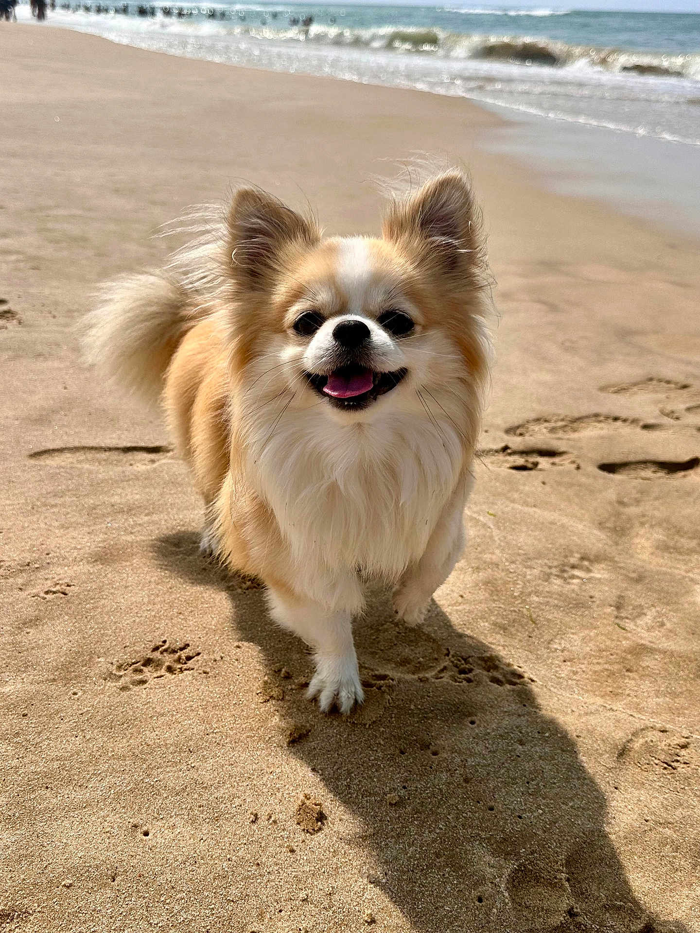 Moka a rejoint le concours — aidez-le/la à gagner de superbes lots ! dog, beach, sand, sunny, happy, paw_prints, waves, outdoor, smiling, fluffy, small_dog, canine, nature, daytime, walking, coast, water, animal, pet, fur