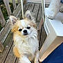 dog, small_dog, long_hair, outdoor, wooden_deck, plastic_chair, paw, ears, curious_expression, pet, animal, companion, friendly, furry, white_fur, tan_fur, looking_up, standing, close_up, daylight