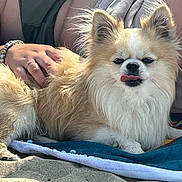Moka participe au concours pour gagner de l'argent avec cette photo : dog, beach, sand, towel, pet, animal, fluffy, tongue_out, paw, sunlight, relaxation, human_hand, tattoo, summer, outdoor, cute, small_dog, canine, fur, resting